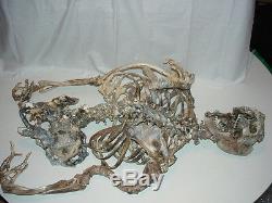 Alien Skeleton Prop Skeleton Alien Body (TV or Movie Prop)
