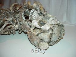 Alien Skeleton Prop Skeleton Alien Body (TV or Movie Prop)