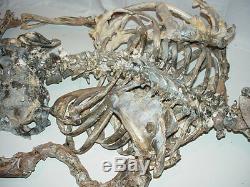 Alien Skeleton Prop Skeleton Alien Body (TV or Movie Prop)