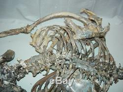 Alien Skeleton Prop Skeleton Alien Body (TV or Movie Prop)