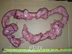 Extremely Rare! Fortitude Original Screen Used Guts Intestines Movie Prop