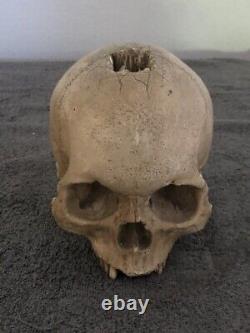 Rick Baker Cinovation Studios skull prop with cross horror halloween rare COA