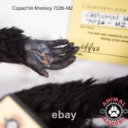 Screen-Used Prop Capuchin Monkey Pirates of the Caribbean Black Pearl