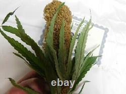 Ted 2 Screen used Movie prop fake weed w CoA Please read Wahlberg Rare